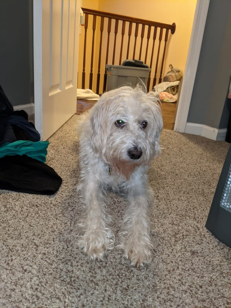 Cam, a Miniature Schnauzer and Cocker Spaniel mix tested with EmbarkVet.com