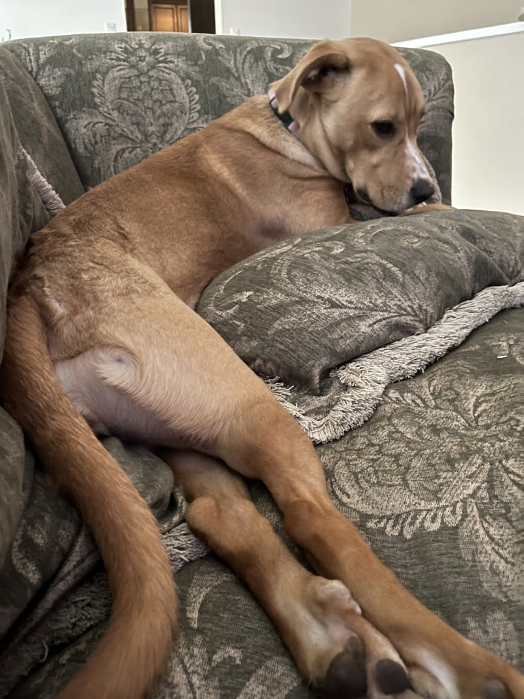 Her name is Sage, an American Bulldog and Labrador Retriever mix tested with EmbarkVet.com
