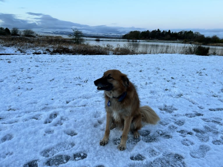 Willey E Coyote, a West Asian Village Dog tested with EmbarkVet.com