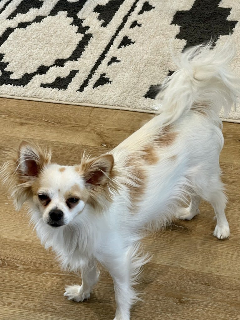 Loki, a Chihuahua tested with EmbarkVet.com