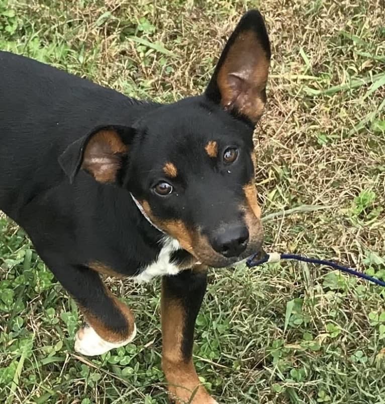 Charlie Grace, an Australian Cattle Dog and Golden Retriever mix tested with EmbarkVet.com