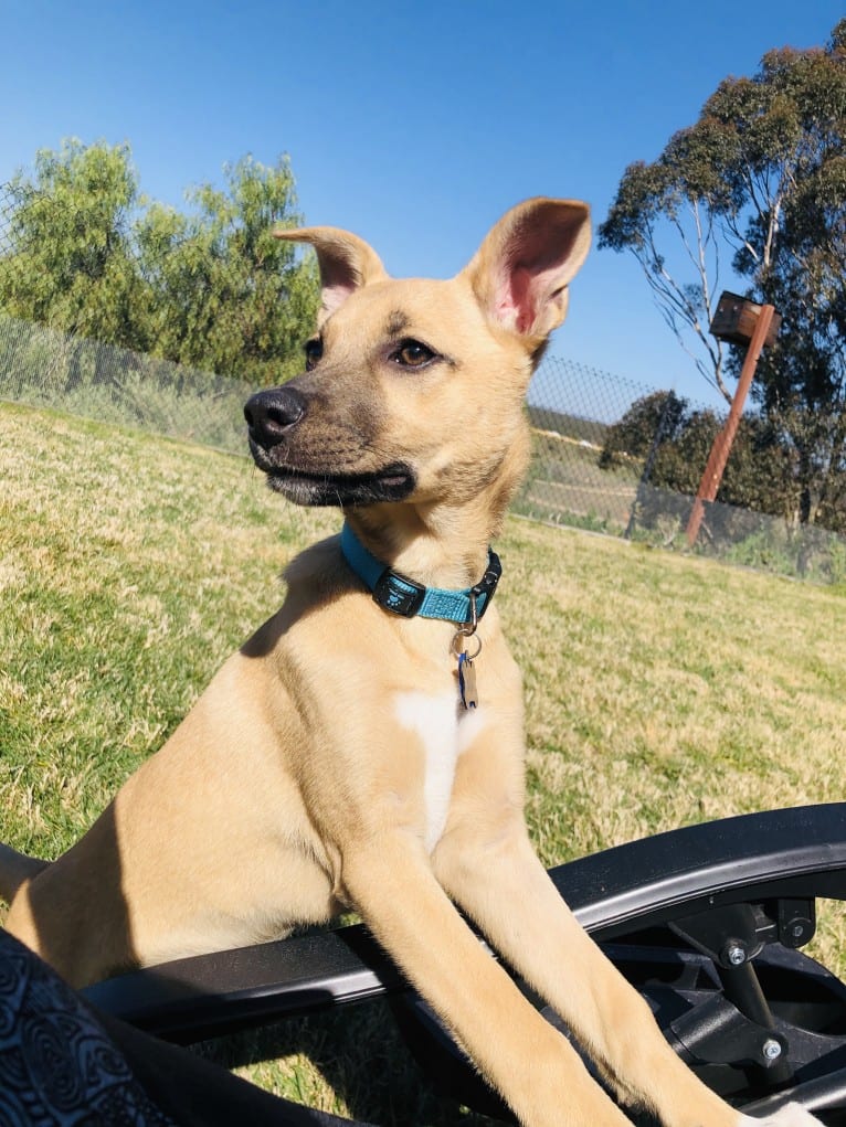 Mia, a German Shepherd Dog and Australian Cattle Dog mix tested with EmbarkVet.com