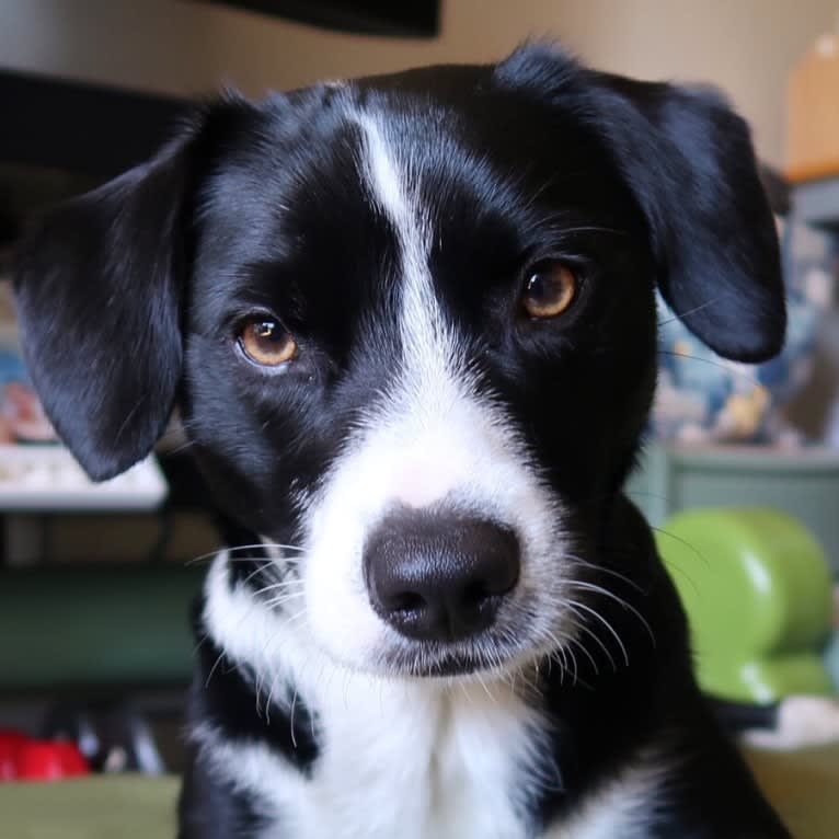 Jet, a Border Collie and Miniature Pinscher mix tested with EmbarkVet.com