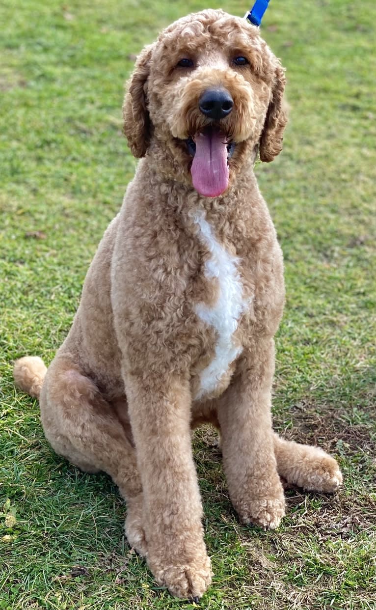 Ryder, a Poodle (Standard) tested with EmbarkVet.com