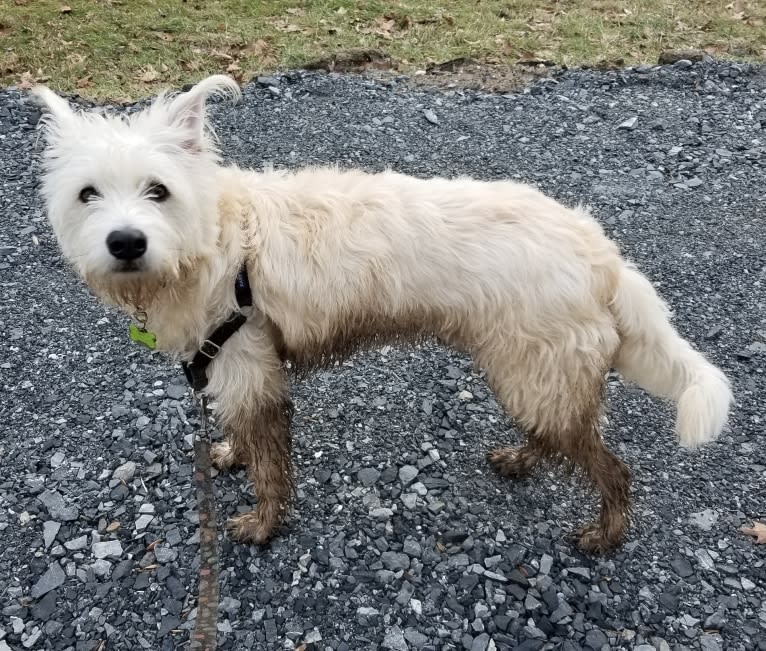 Comet, a Miniature Schnauzer and Great Pyrenees mix tested with EmbarkVet.com
