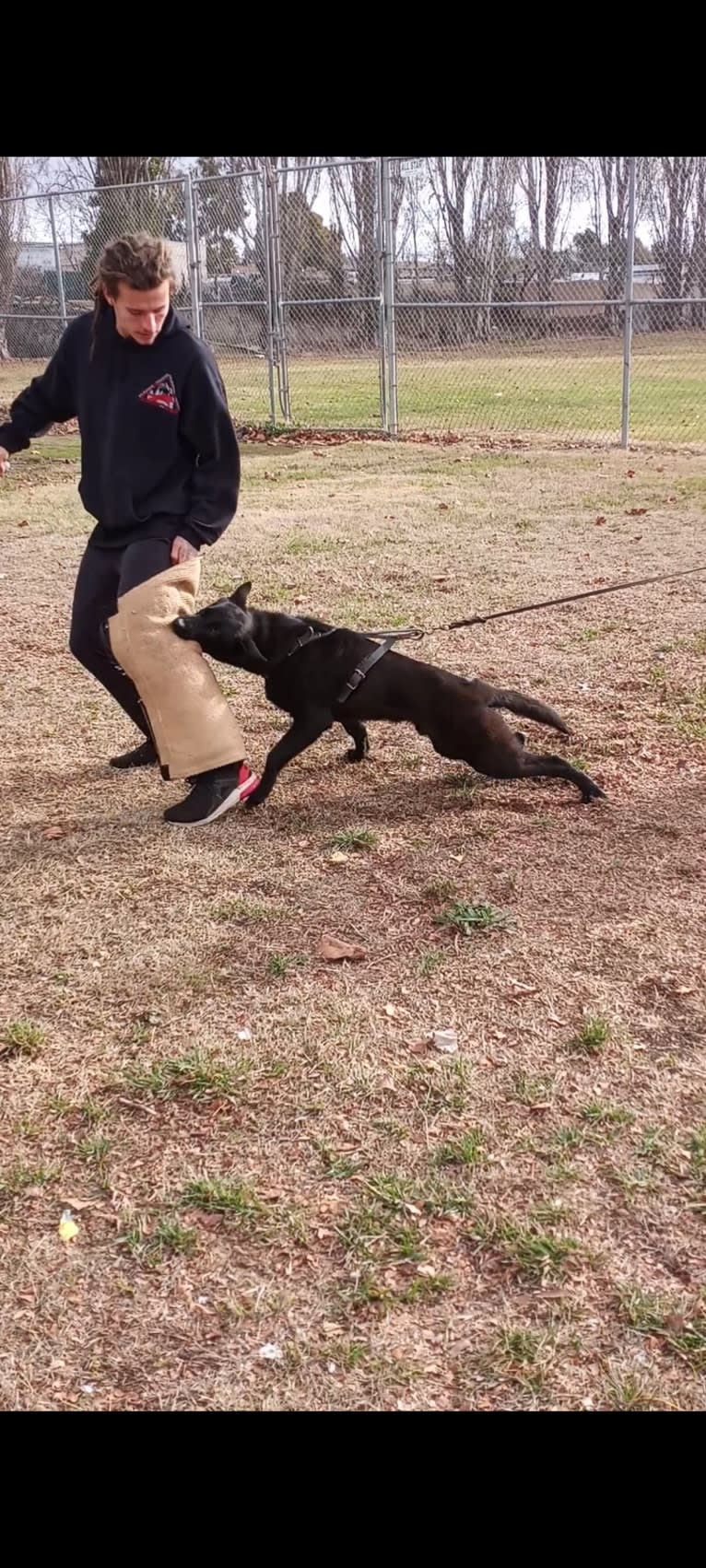 Reaper, a Belgian Shepherd tested with EmbarkVet.com