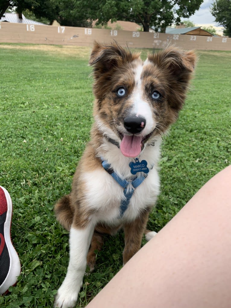 Appa, a Miniature/MAS-type Australian Shepherd and Chow Chow mix tested with EmbarkVet.com