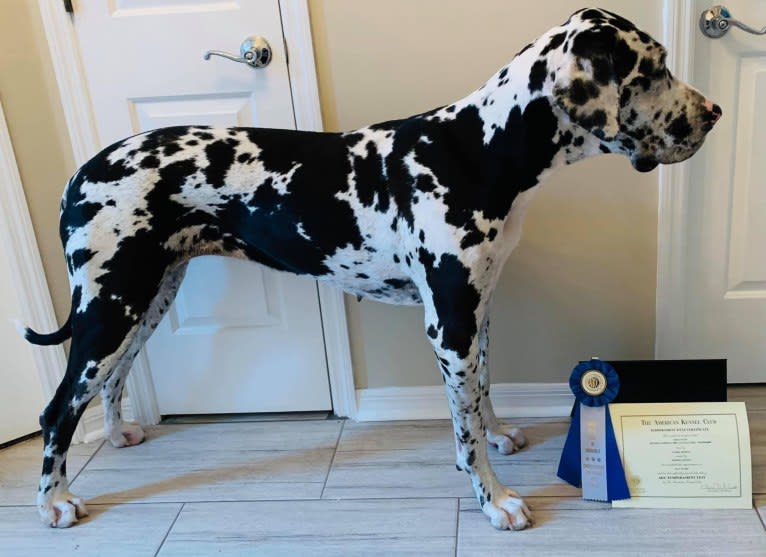 Molly, a Great Dane tested with EmbarkVet.com