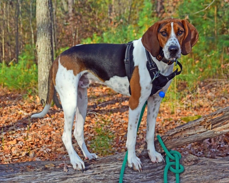 Murphy, a Treeing Walker Coonhound tested with EmbarkVet.com