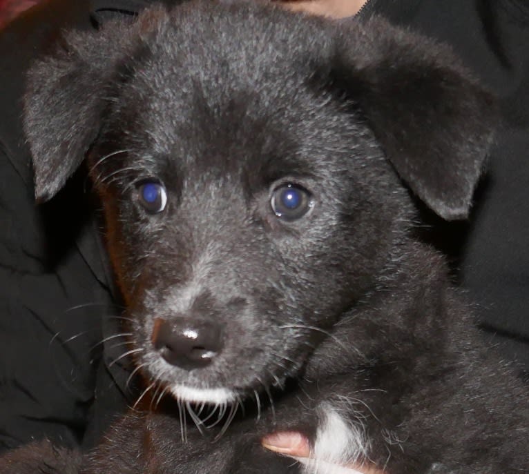 Strolch, a Canaan Dog tested with EmbarkVet.com