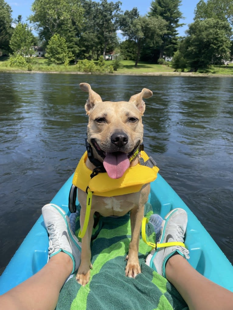 Winnie, an American Pit Bull Terrier tested with EmbarkVet.com