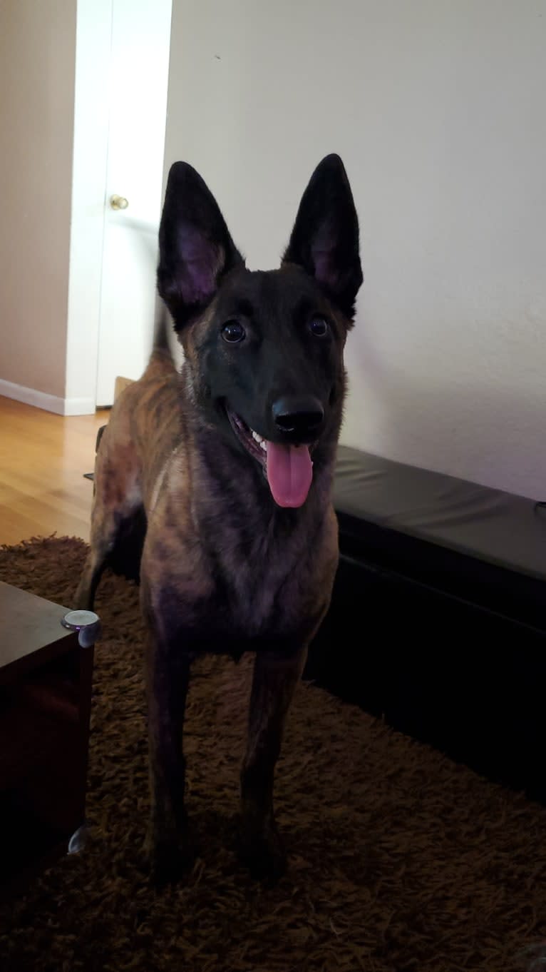 Ripley, a Dutch Shepherd tested with EmbarkVet.com