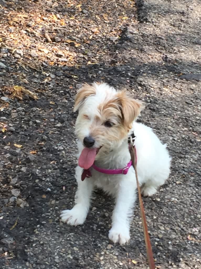 Aika, a Russell-type Terrier and Sealyham Terrier mix tested with EmbarkVet.com