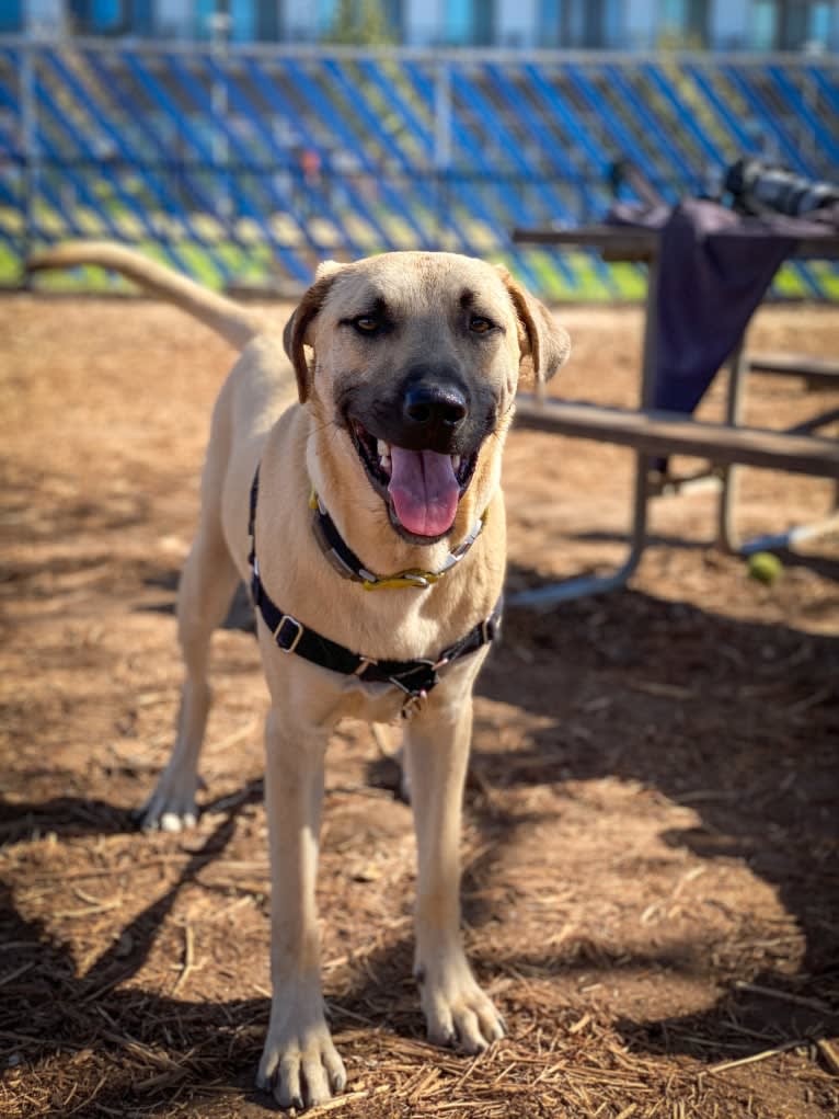 Cuckoo, an Anatolian Shepherd Dog and American Pit Bull Terrier mix tested with EmbarkVet.com