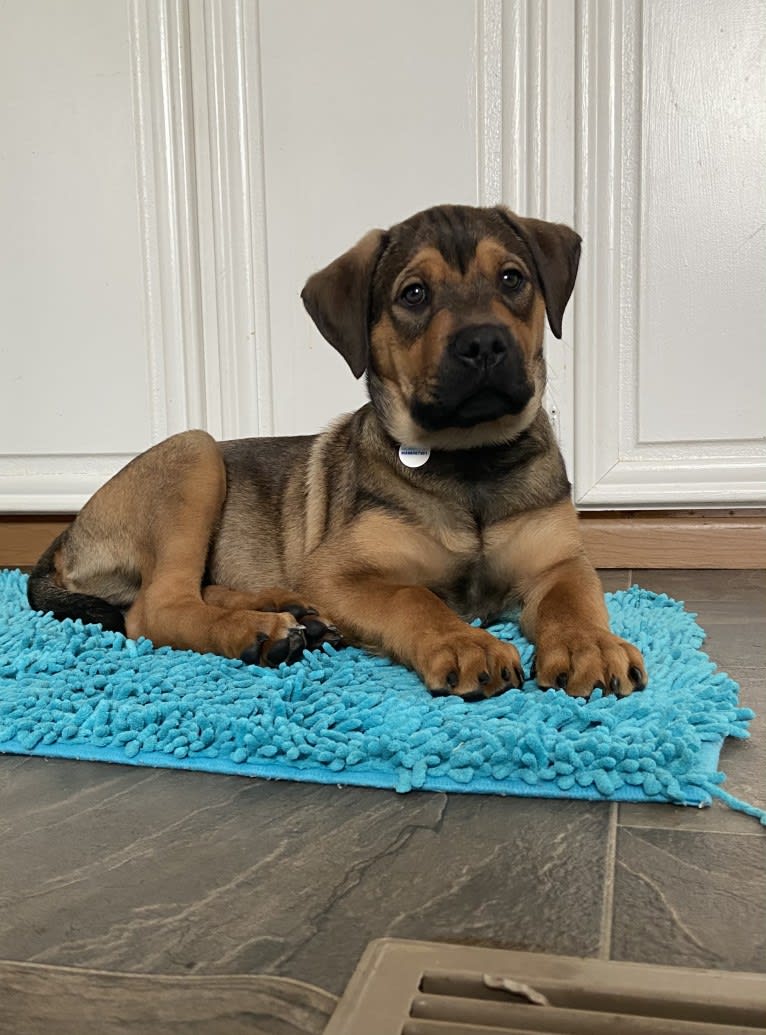 Lenny, a Rottweiler and American Pit Bull Terrier mix tested with EmbarkVet.com