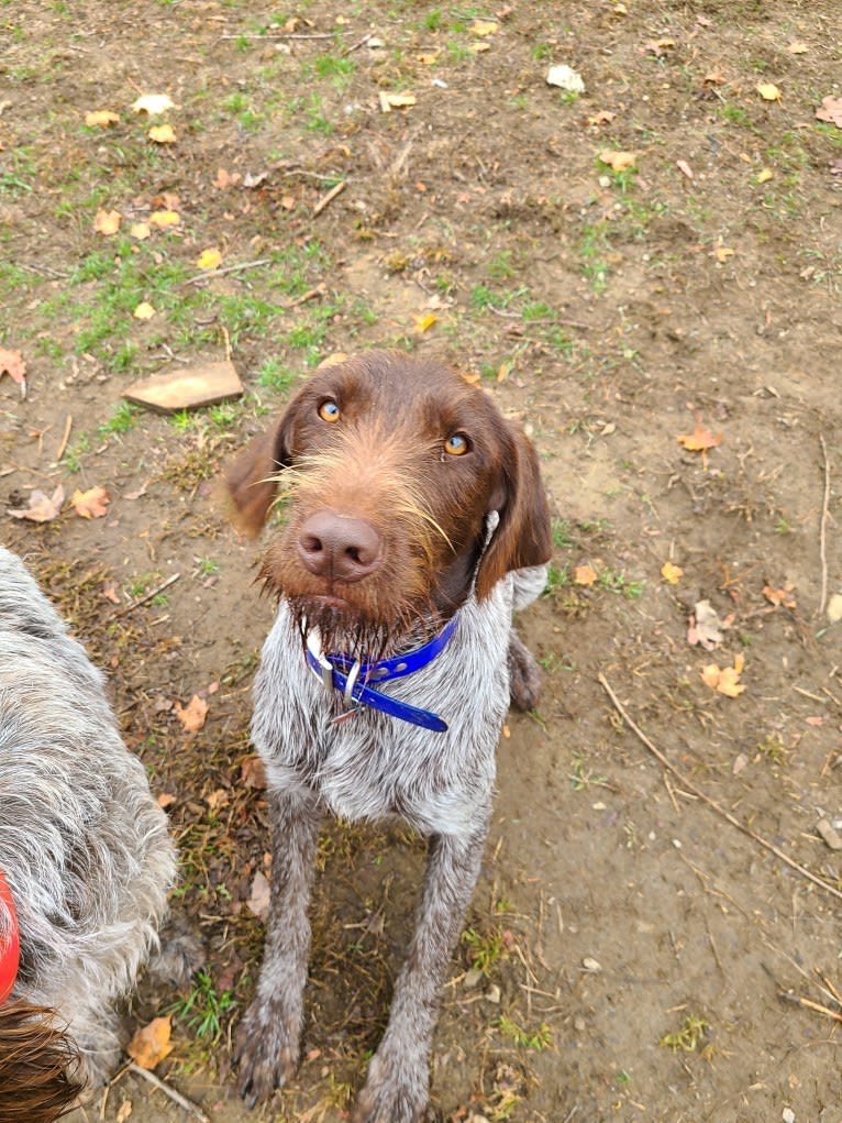 Scout, a Wirehaired Pointing Griffon tested with EmbarkVet.com