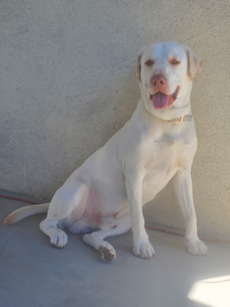 Denver, a Labrador Retriever and Chow Chow mix tested with EmbarkVet.com