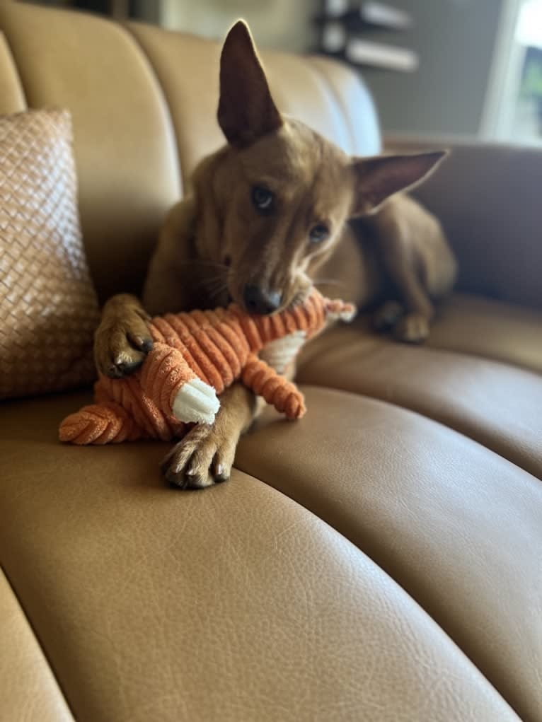 Foxy, an American Pit Bull Terrier and Australian Cattle Dog mix tested with EmbarkVet.com