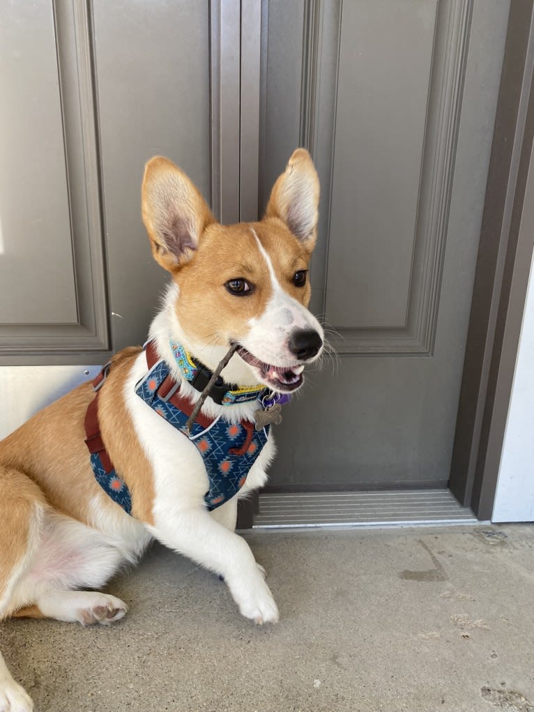 Franklin, a Pembroke Welsh Corgi tested with EmbarkVet.com