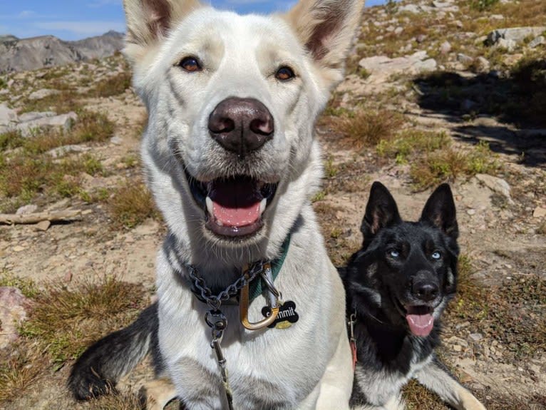 Summit, a Siberian Husky and Great Pyrenees mix tested with EmbarkVet.com