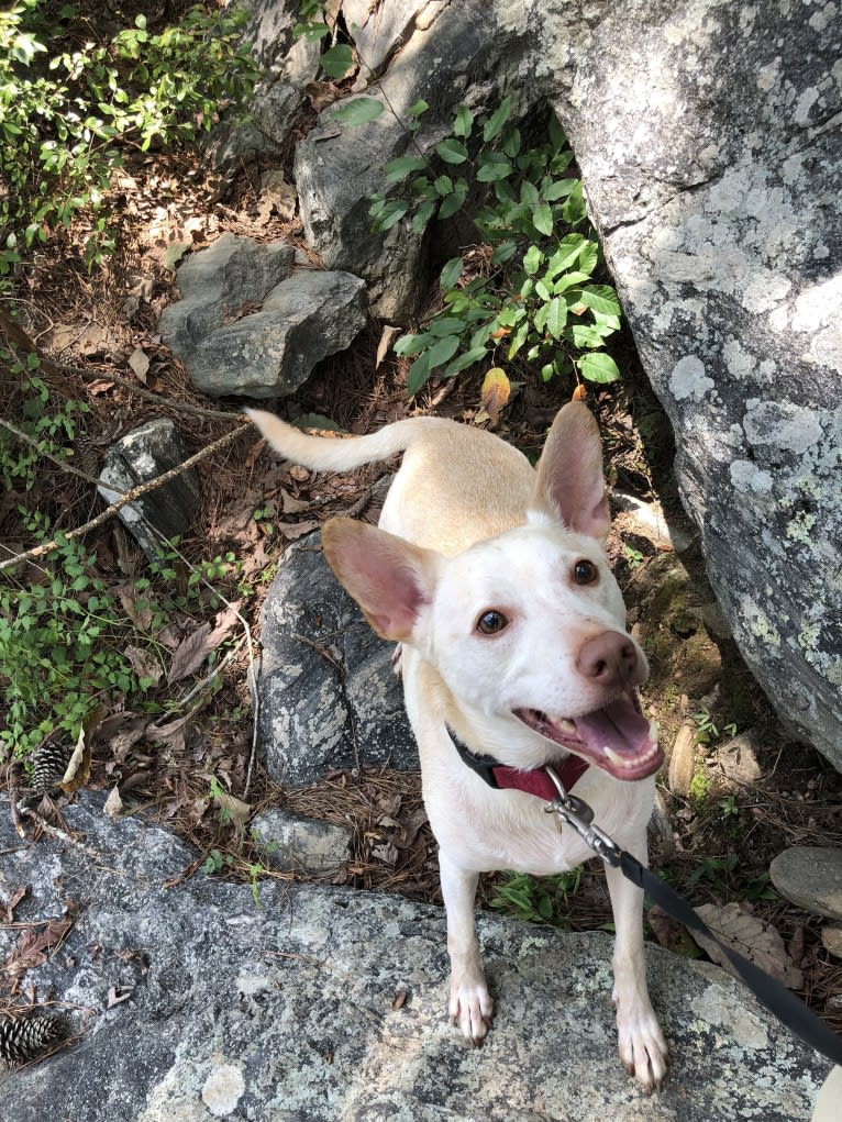 Cooper, a Chihuahua and Chow Chow mix tested with EmbarkVet.com