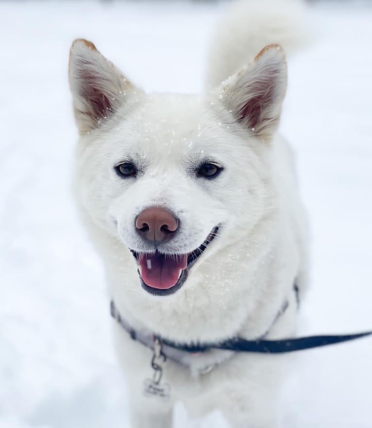 Pearl, a Japanese or Korean Village Dog and Jindo mix tested with EmbarkVet.com