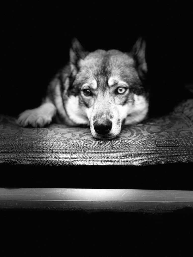 Kleo, a Siberian Husky and German Shepherd Dog mix tested with EmbarkVet.com