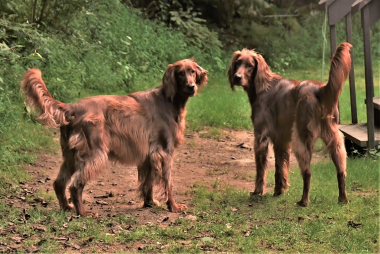 Morgan, an Irish Setter tested with EmbarkVet.com