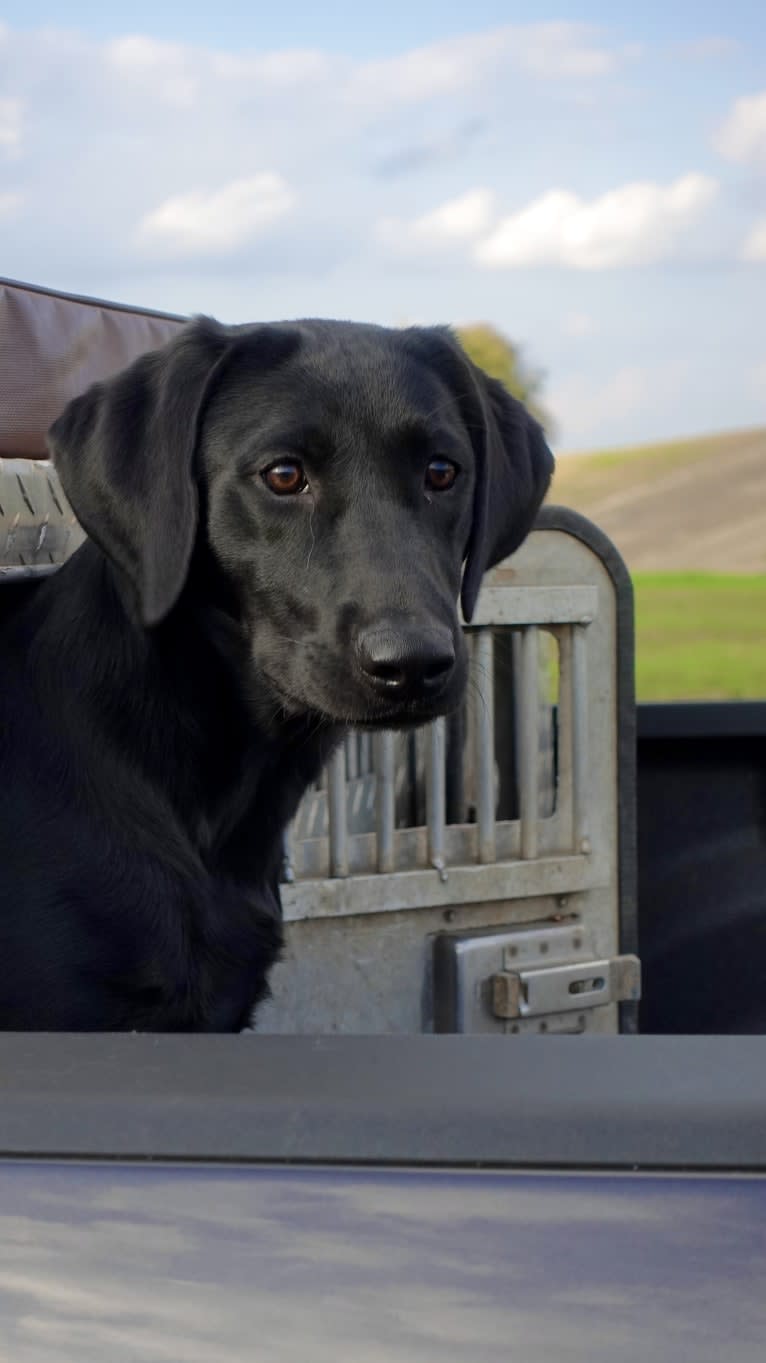 Apa, a Labrador Retriever tested with EmbarkVet.com