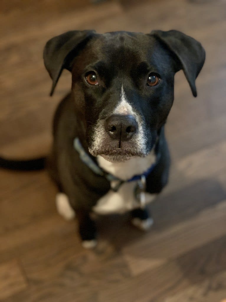 Wilson Xavier, a Boxer and Labrador Retriever mix tested with EmbarkVet.com