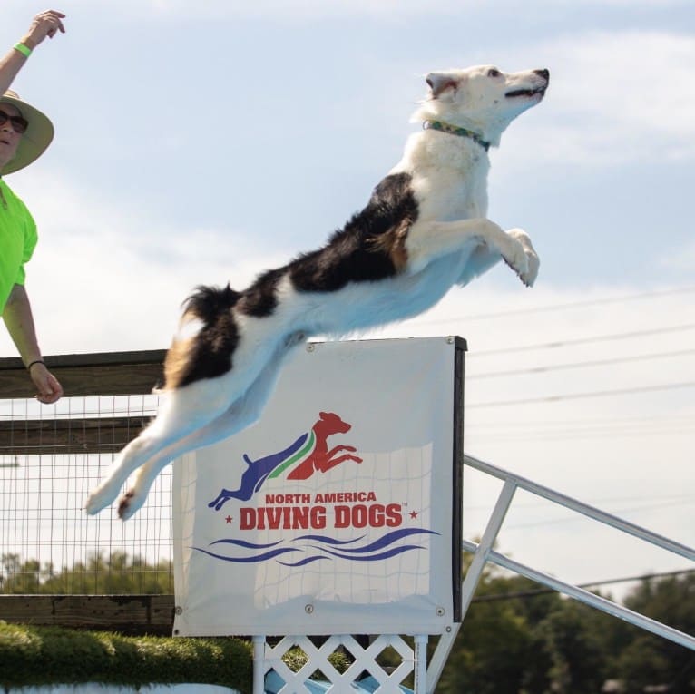 Monty, a Border Collie and Australian Cattle Dog mix tested with EmbarkVet.com