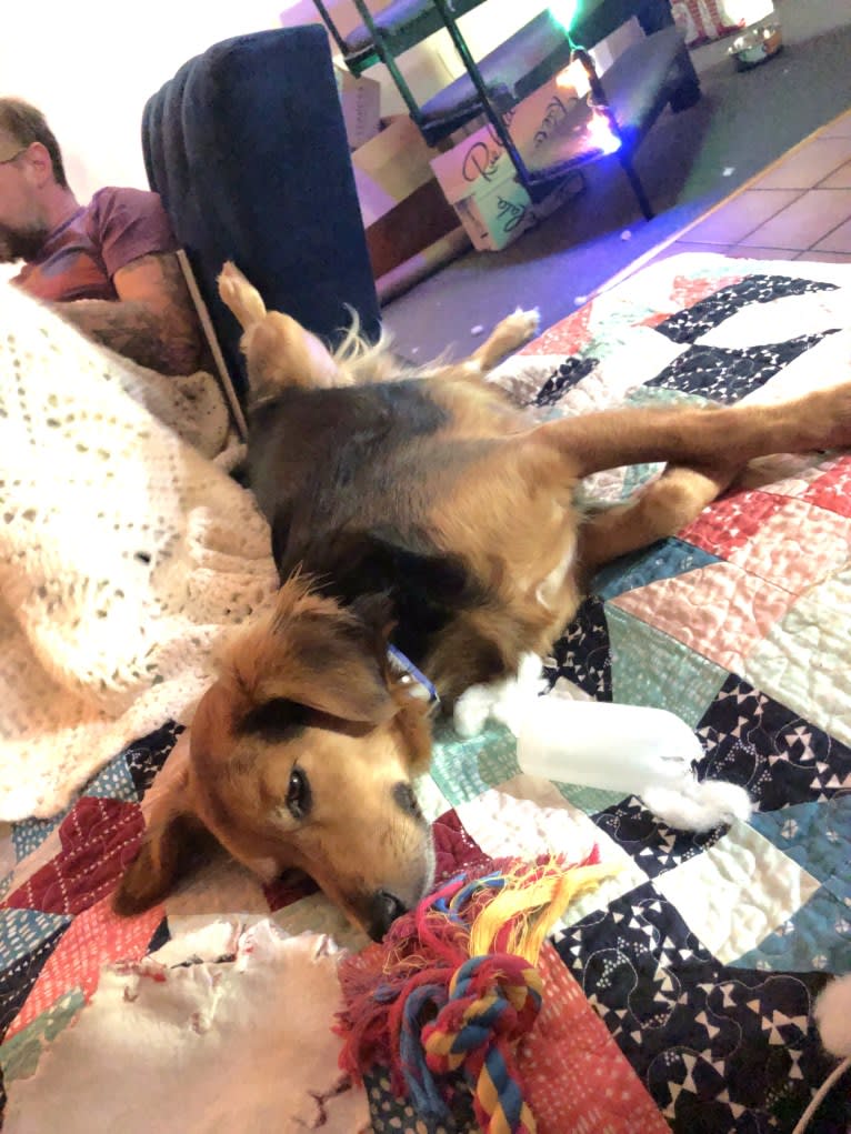 Brando, a Beagle and Chihuahua mix tested with EmbarkVet.com