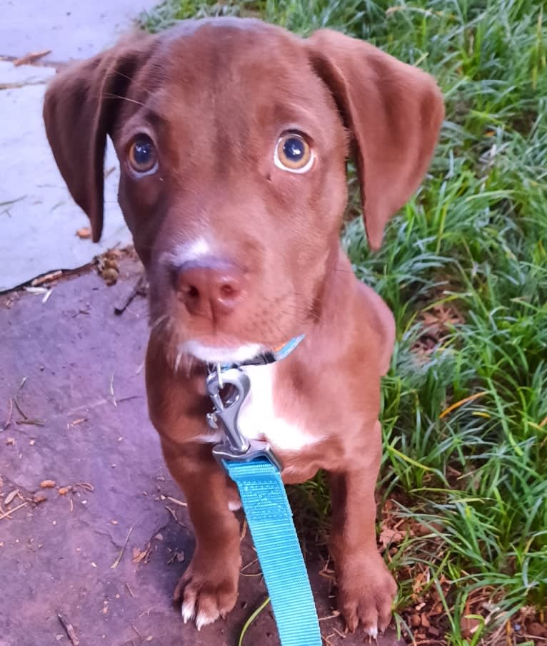 Valkyrie, a Golden Retriever and Labrador Retriever mix tested with EmbarkVet.com