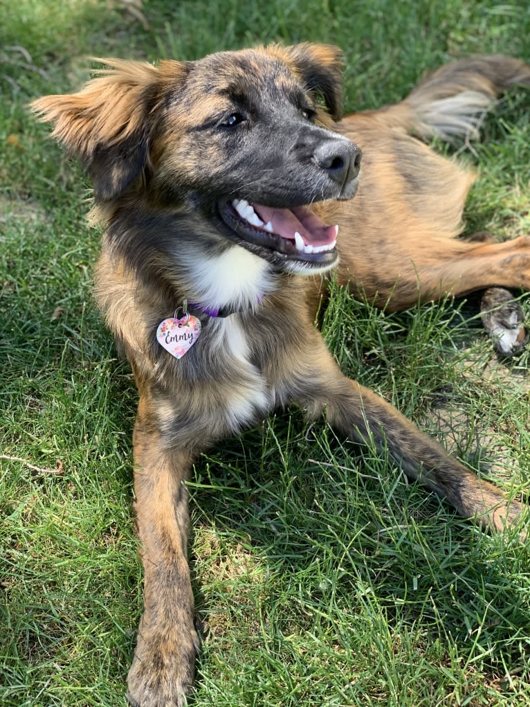 Emmy, an Australian Cattle Dog and Cocker Spaniel mix tested with EmbarkVet.com