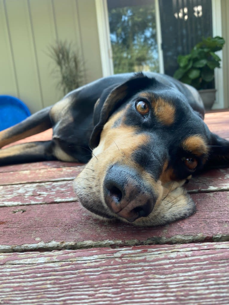 Ollie, an American Leopard Hound tested with EmbarkVet.com