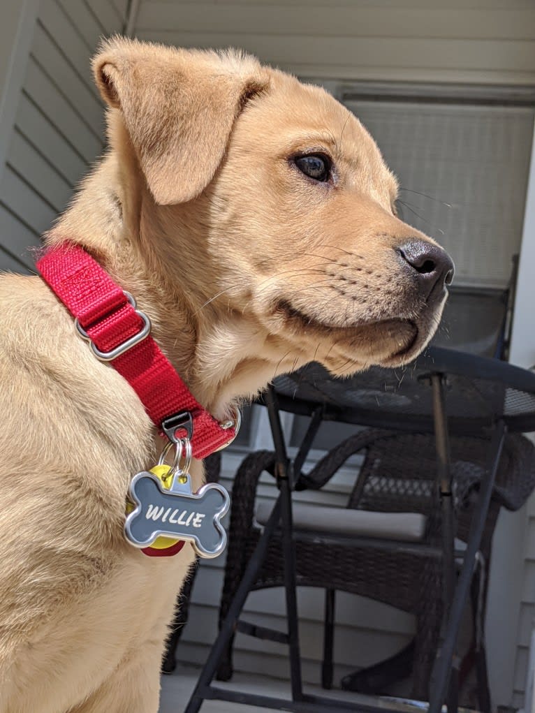 Willie Kirsch, a Labrador Retriever and American Pit Bull Terrier mix tested with EmbarkVet.com