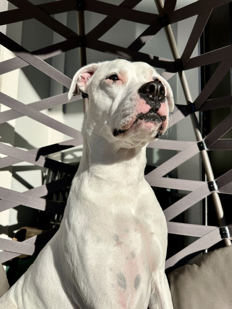 Tiptoe, an American Pit Bull Terrier and Great Pyrenees mix tested with EmbarkVet.com