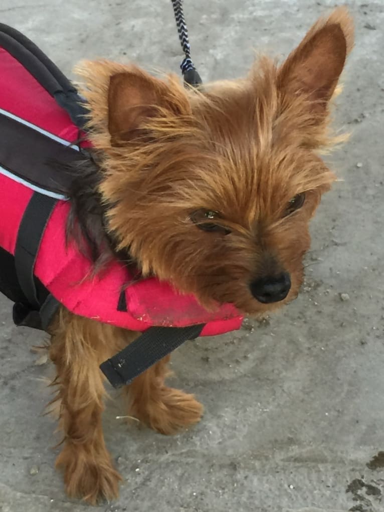 Razzee, a Yorkshire Terrier tested with EmbarkVet.com