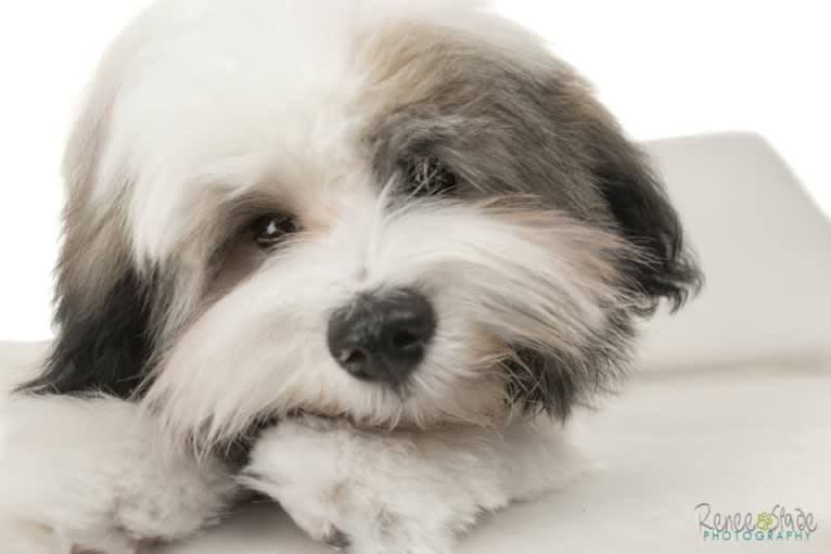 Liam, a Havanese tested with EmbarkVet.com