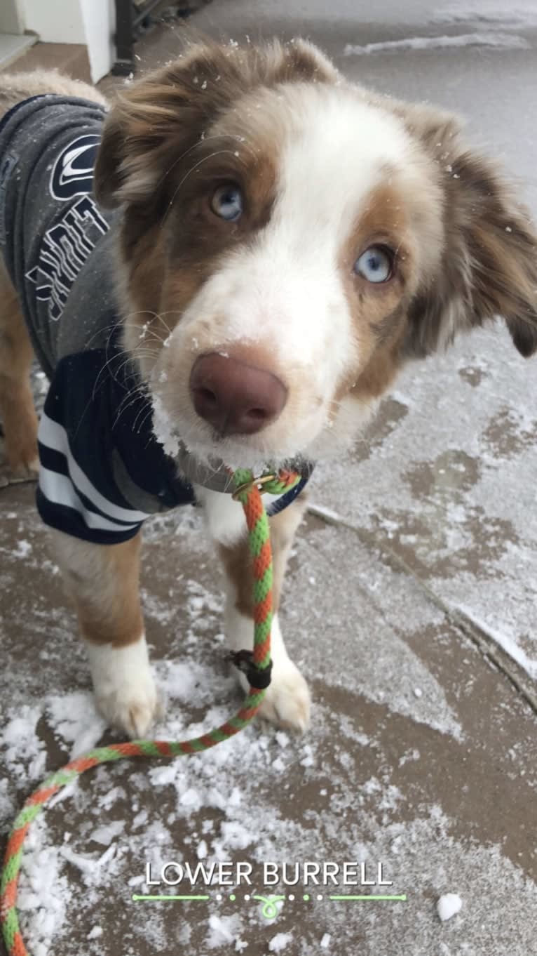 Harrison, an Australian Shepherd and Border Collie mix tested with EmbarkVet.com