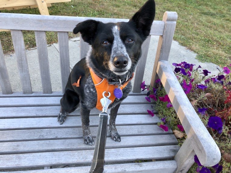 Mist, an Australian Cattle Dog and Australian Shepherd mix tested with EmbarkVet.com