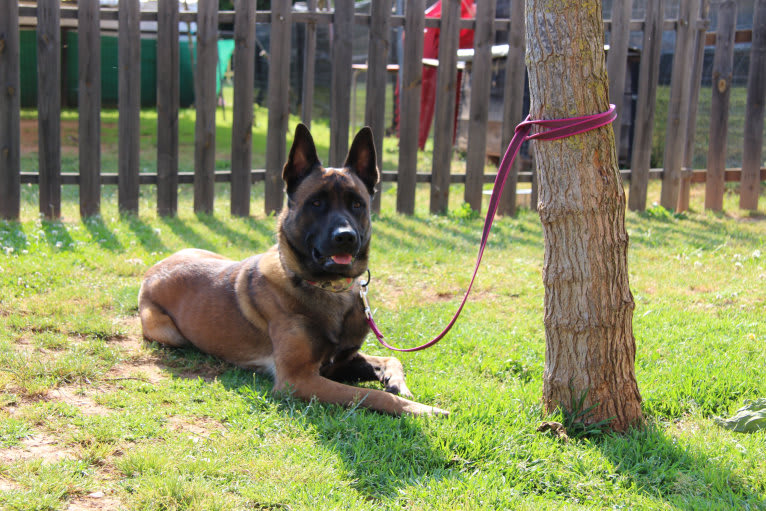 Kylar (PsychoKiller d'Hélitesport), a Belgian Shepherd tested with EmbarkVet.com