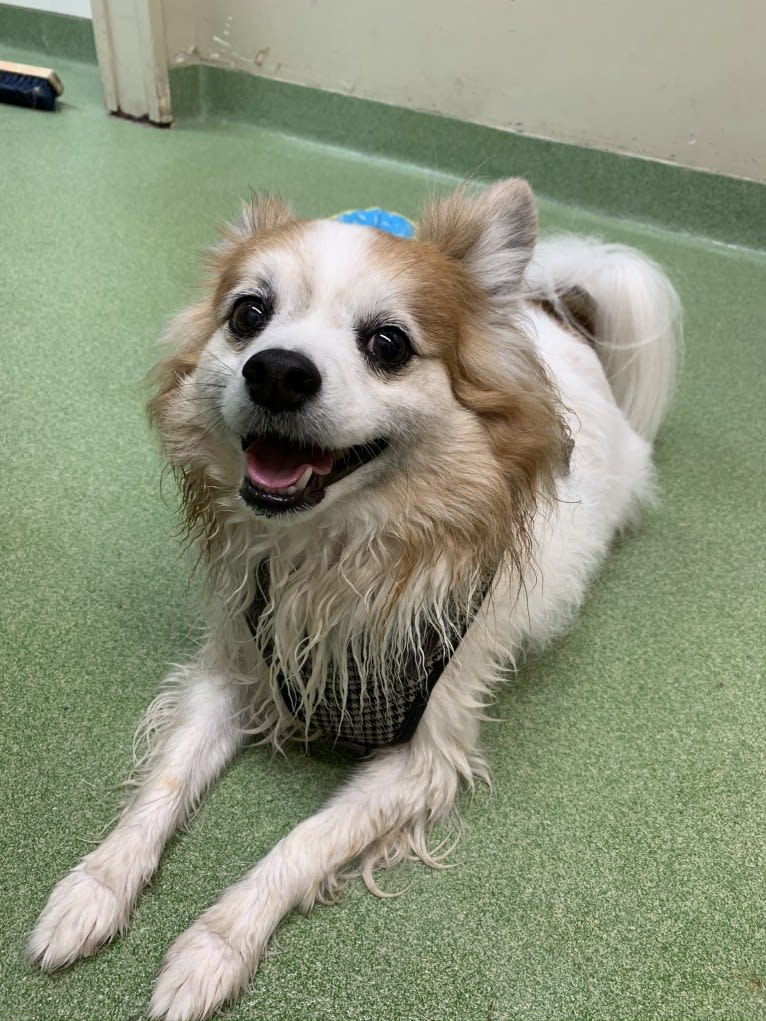 Ziggy, a Papillon and Maltese mix tested with EmbarkVet.com