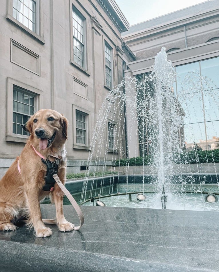 Marley, a Golden Retriever tested with EmbarkVet.com