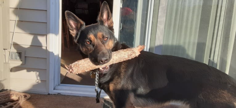 Petra, a German Shepherd Dog and Australian Cattle Dog mix tested with EmbarkVet.com