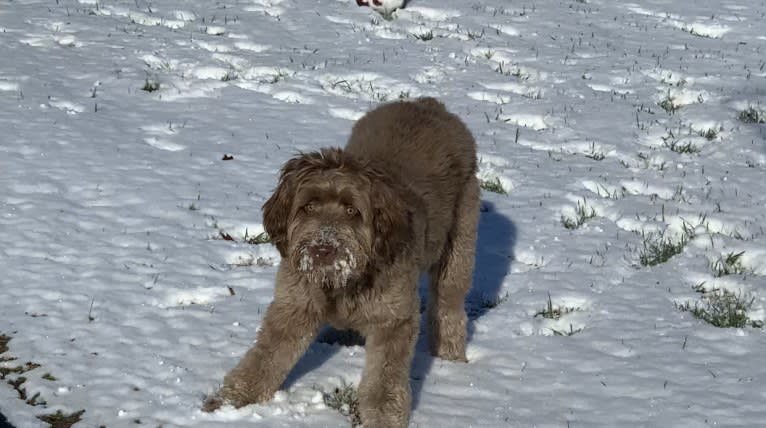 Finn, a Poodle (Standard) and Australian Shepherd mix tested with EmbarkVet.com