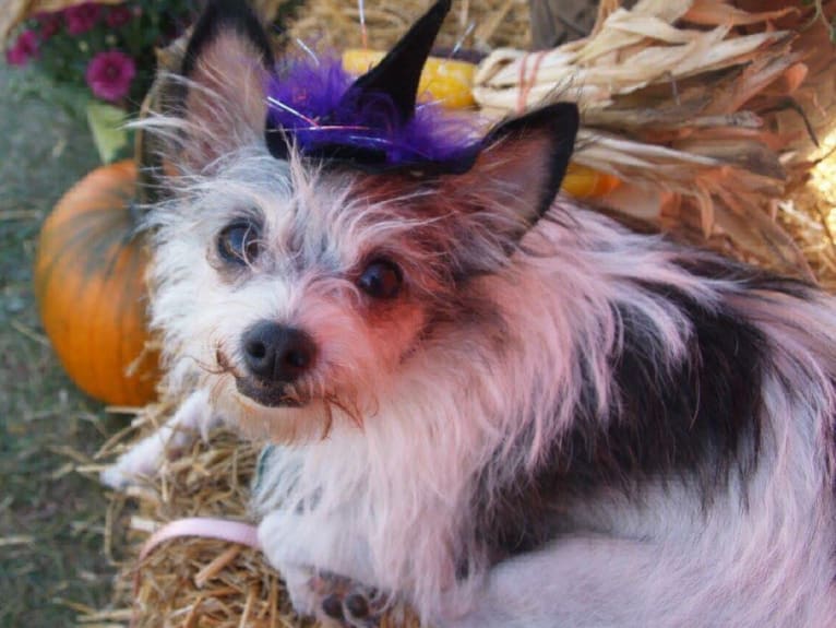 Sweetie, a Chihuahua and Shih Tzu mix tested with EmbarkVet.com
