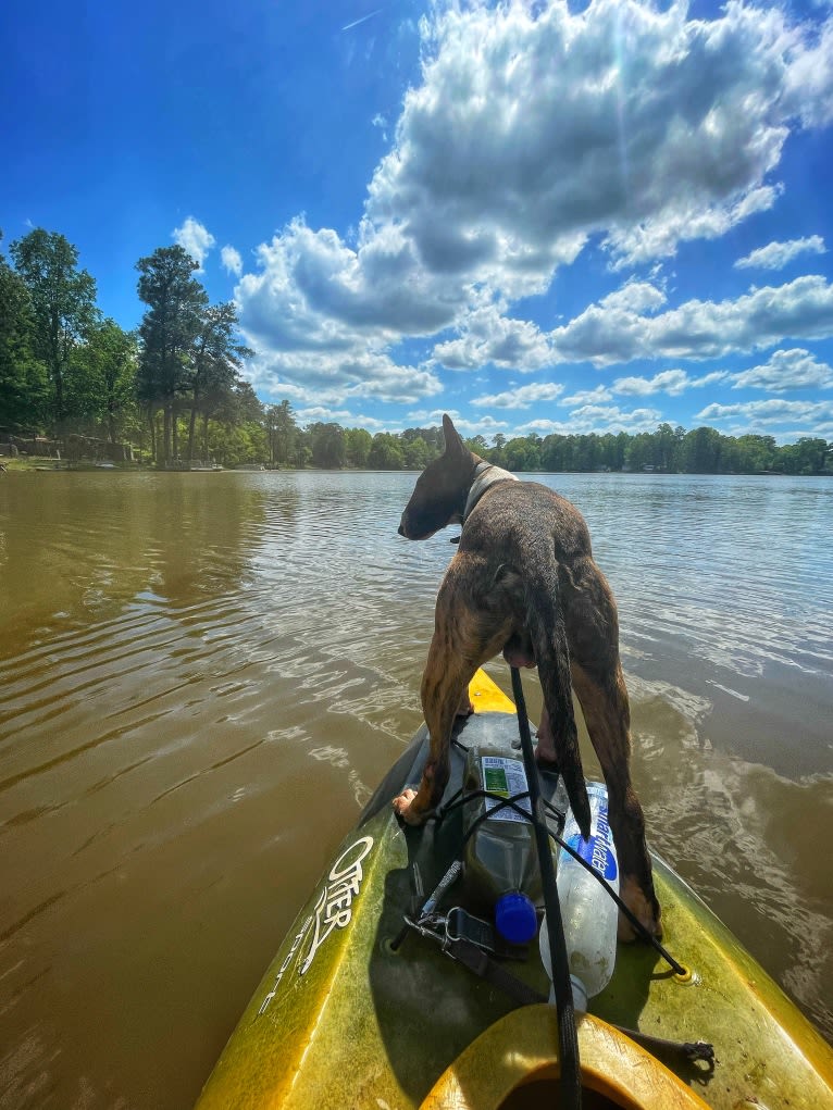 Dippy, a Bull Terrier tested with EmbarkVet.com