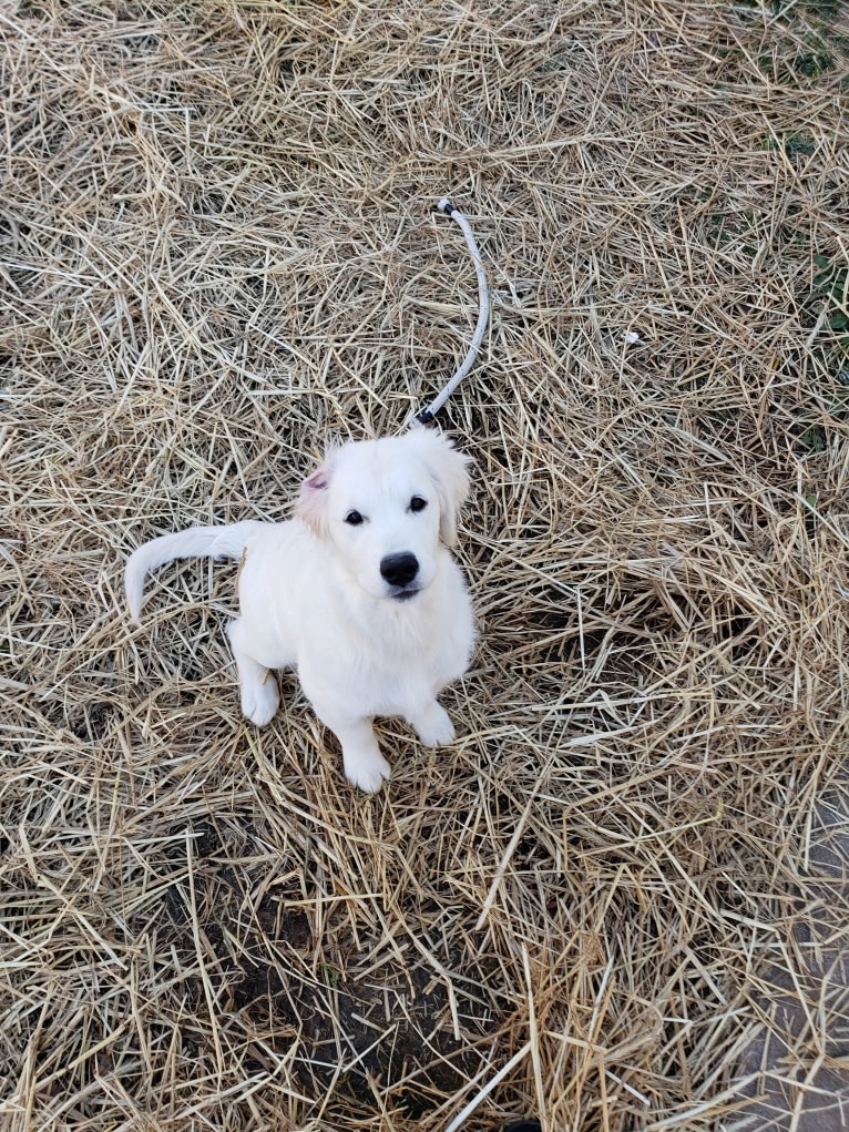 Zahavah, a Golden Retriever tested with EmbarkVet.com