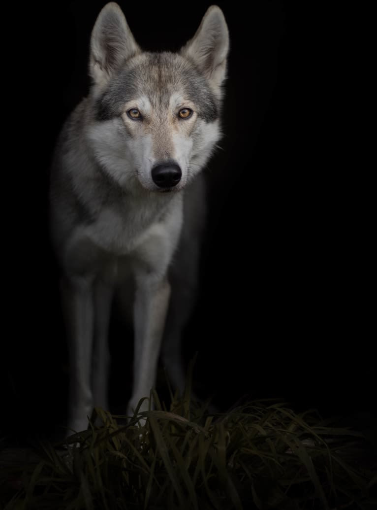 Nova, an Alaskan-type Husky and German Shepherd Dog mix tested with EmbarkVet.com